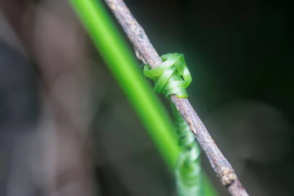 closeup shot of the plant's tendril