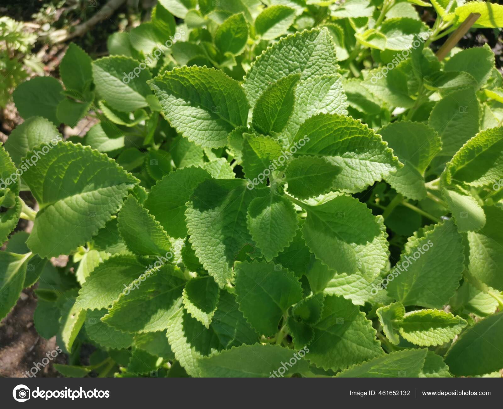 Green Leafly Plectranthus Amboinicus Plant Stock Photo by ...