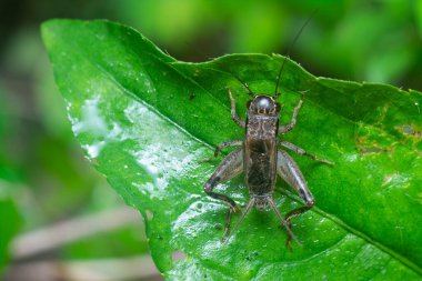 Yeşil yaprak üzerinde acheta domesticus