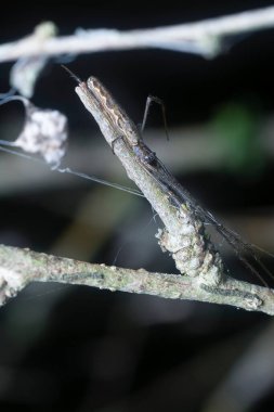 Uzun çeneli orbweaver örümceğinin yakın çekimi