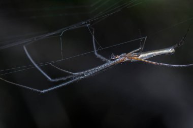 Uzun çeneli orbweaver örümceğinin yakın çekimi