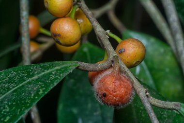 İncir ağacının mikro karpuz meyvelerinin yakın çekimi..