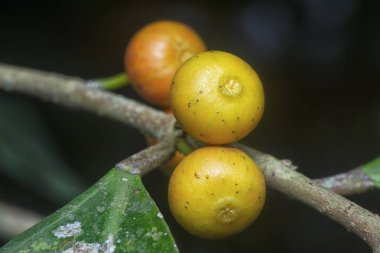 İncir ağacının mikro karpuz meyvelerinin yakın çekimi..