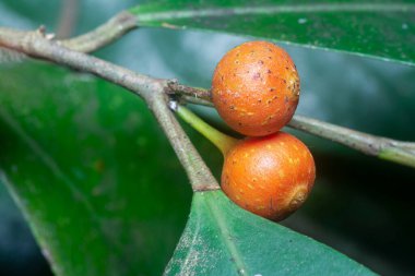 İncir ağacının mikro karpuz meyvelerinin yakın çekimi..