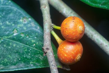 İncir ağacının mikro karpuz meyvelerinin yakın çekimi..