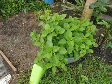 yeşil yapraklı plectranthus amboinicus bitkisi