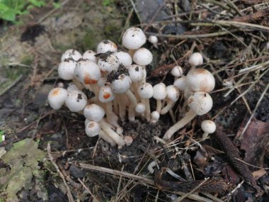 Küçük kaput mantar kümesi.