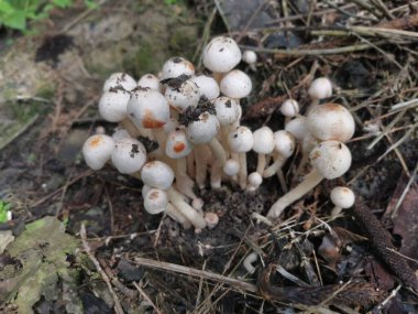 Küçük kaput mantar kümesi.