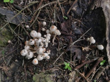 Küçük kaput mantar kümesi.