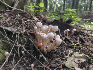 Küçük kaput mantar kümesi.