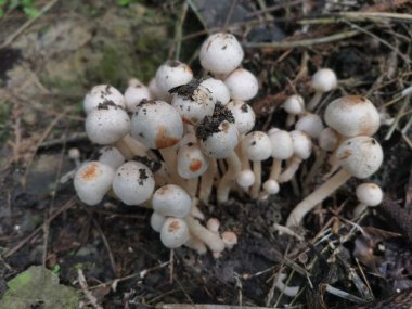 Küçük kaput mantar kümesi.