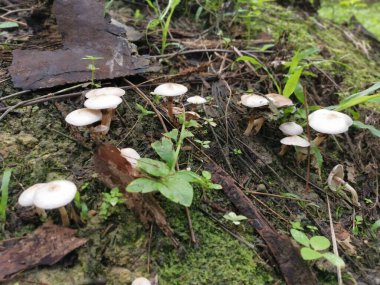 Beyaz başlıklı jimnastik mantarı.