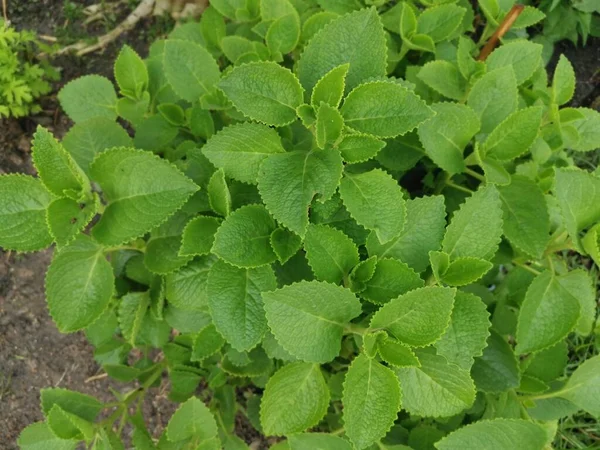 yeşil yapraklı plectranthus amboinicus bitkisi