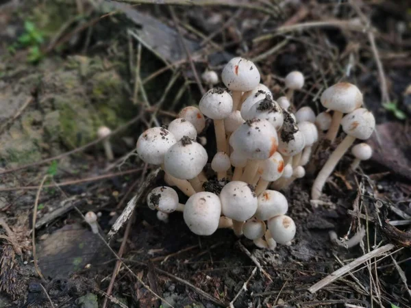 cluster of small bonnet species of mushrooms.