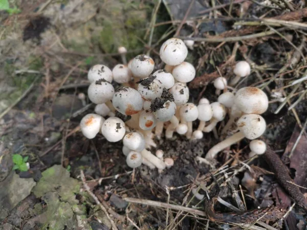 cluster of small bonnet species of mushrooms.