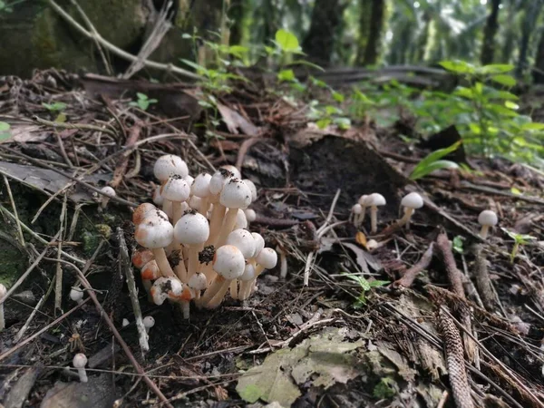 cluster of small bonnet species of mushrooms.