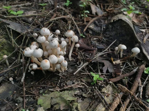 cluster of small bonnet species of mushrooms.