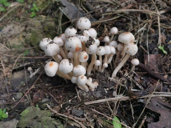 cluster of small bonnet species of mushrooms.