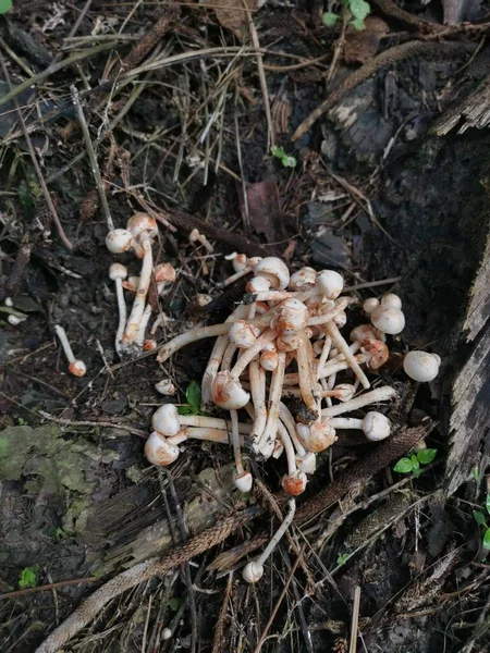 cluster of small bonnet species of mushrooms.