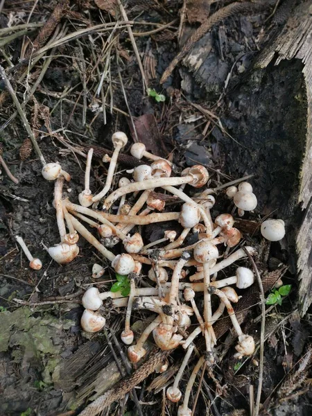 cluster of small bonnet species of mushrooms.