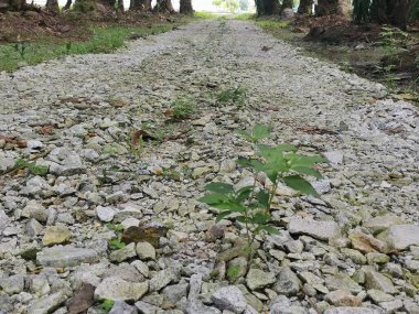 Çiftlikteki pis çakıl yolu..