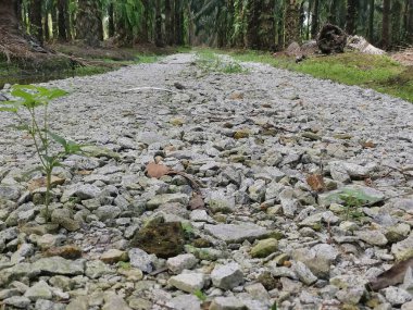 Çiftlikteki pis çakıl yolu..