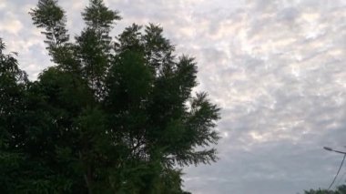 Ağaç dallarının yaprakları sabahın erken saatlerinde gökyüzünün arka planına karşı.
