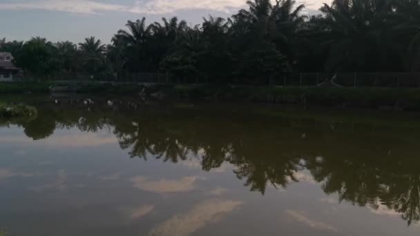 Vroege Ochtend Lucht Reflectie Het Vijveroppervlak — Stockvideo