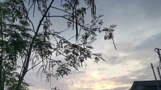 Foliage Tree Branches Early Morning Sky Background — Stock Video