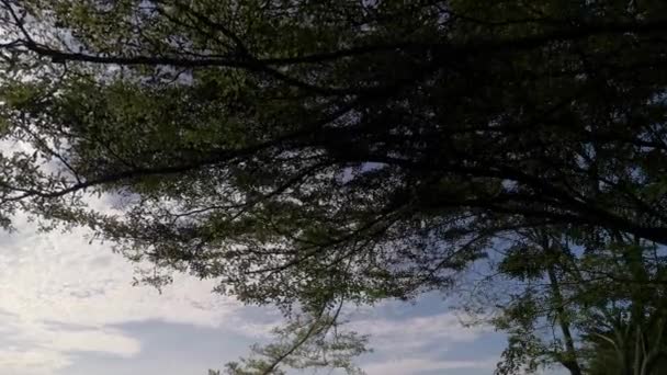 Φύλλωμα Των Κλαδιών Των Δέντρων Ενάντια Στο Πρωινό Φόντο Του — Αρχείο Βίντεο