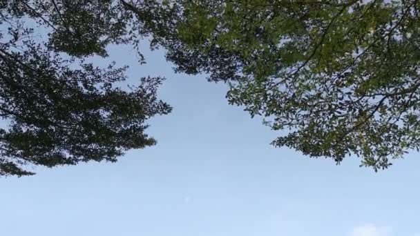 Liści Gałęzi Drzew Tle Wczesnego Poranka Nieba — Wideo stockowe