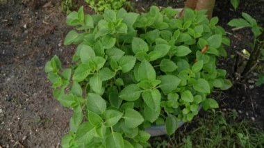 yeşil yapraklı plectranthus amboinicus bitkisi