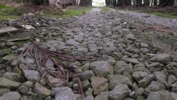 Camino Grava Gruñón Plantación — Vídeo de stock