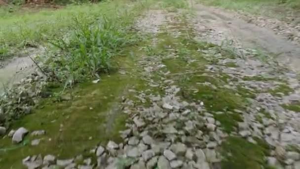 Camino Grava Gruñón Plantación — Vídeos de Stock