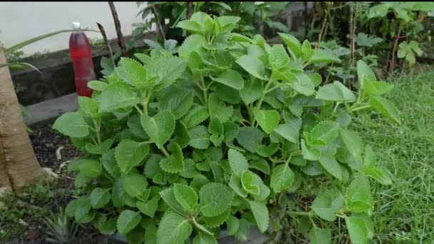 Verde Foglia Plectranthus Amboinicus Pianta — Video Stock