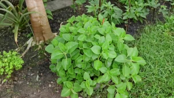 Planta Plectranthus Amboinicus Folhosos Verdes — Vídeo de Stock