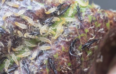 Tüp kuyruklu böceğin yakın plan çekimi..