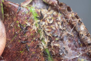 Tüp kuyruklu böceğin yakın plan çekimi..