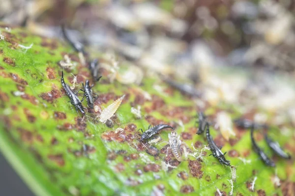 Tüp kuyruklu böceğin yakın plan çekimi..