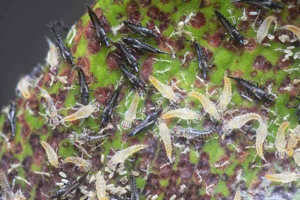 Tüp kuyruklu böceğin yakın plan çekimi..