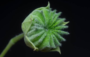 Yeşil abutilon theophrasti flora yakın çekim.