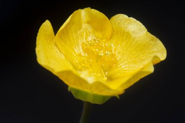 Yeşil abutilon theophrasti flora yakın çekim.
