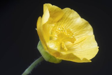 Yeşil abutilon theophrasti flora yakın çekim.