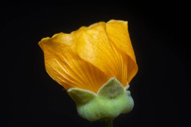 Yeşil abutilon theophrasti flora yakın çekim.
