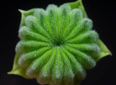 Yeşil abutilon theophrasti flora yakın çekim.