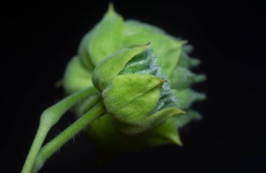 Yeşil abutilon theophrasti flora yakın çekim.