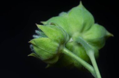 Yeşil abutilon theophrasti flora yakın çekim.