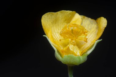 Yeşil abutilon theophrasti flora yakın çekim.