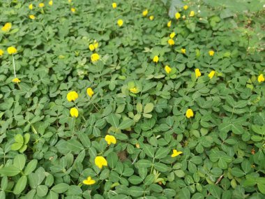 Minik Arachis pintoi çiçeğiyle dolu bir tarla..