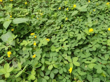 Minik Arachis pintoi çiçeğiyle dolu bir tarla..